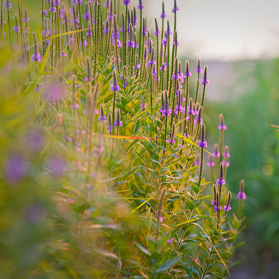 Univers du...</div>
            
      <div class=